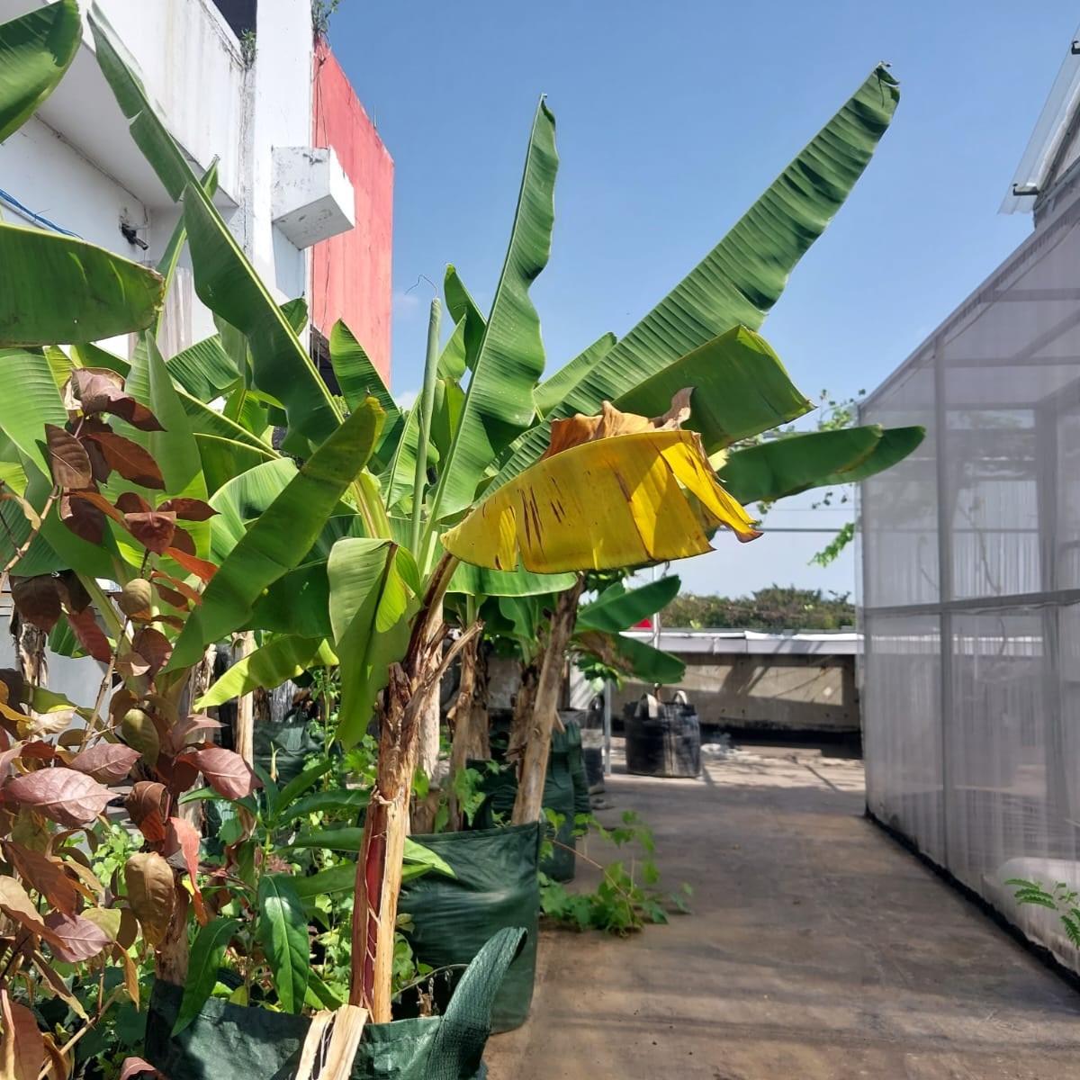 Budi Daya Pisang & Mangga