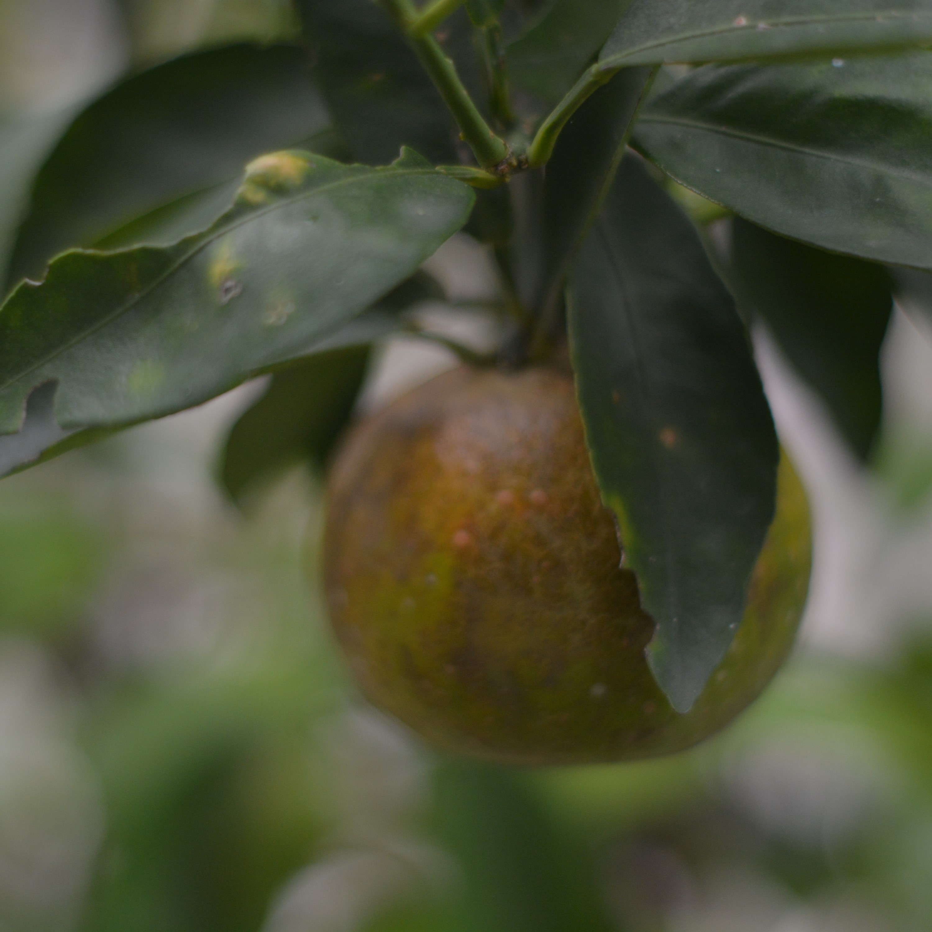 Budi Daya Jeruk & Pepaya